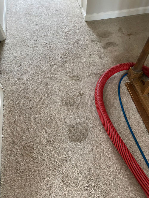 Before and After Carpet Cleaning State College PA