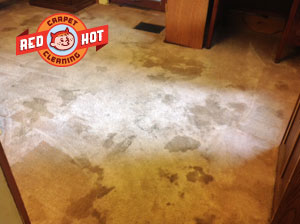 Pet Odor Stain Removal - Red Hot Carpet Cleaning - State College, PA